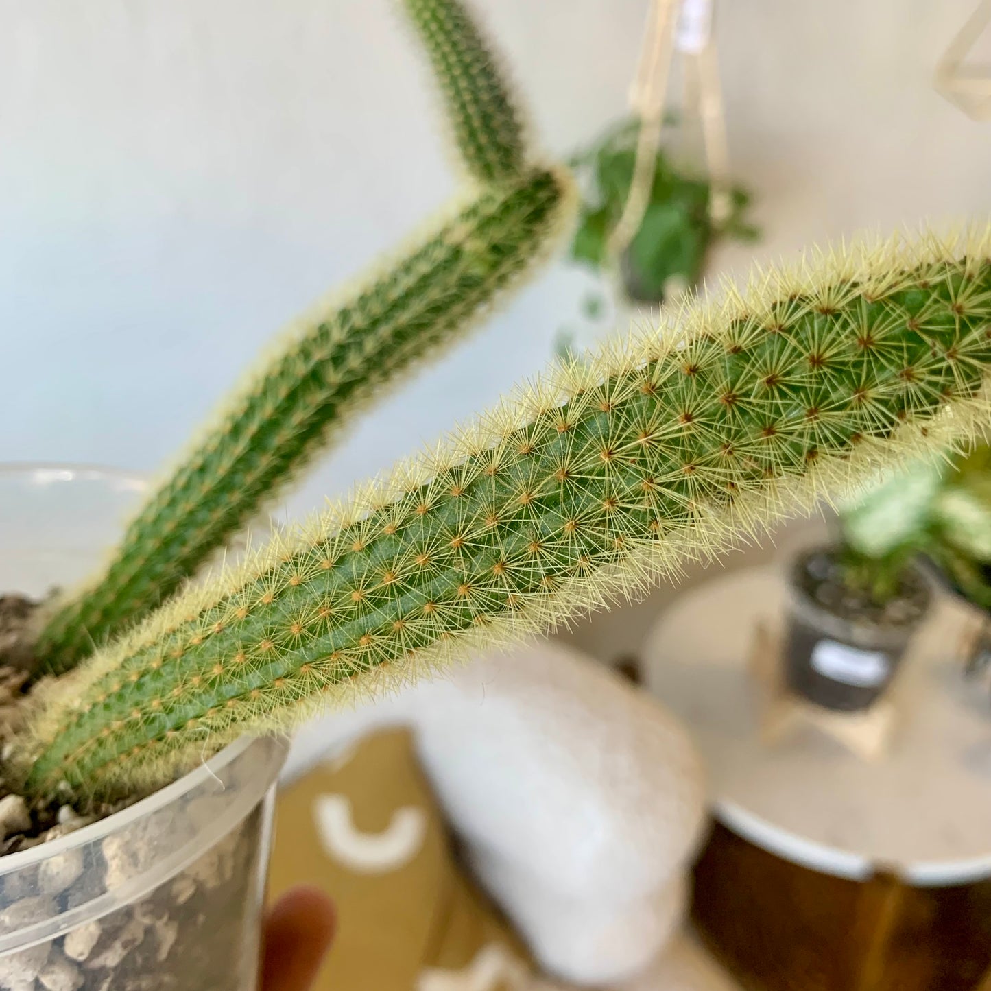 Golden Rat Tail Cactus