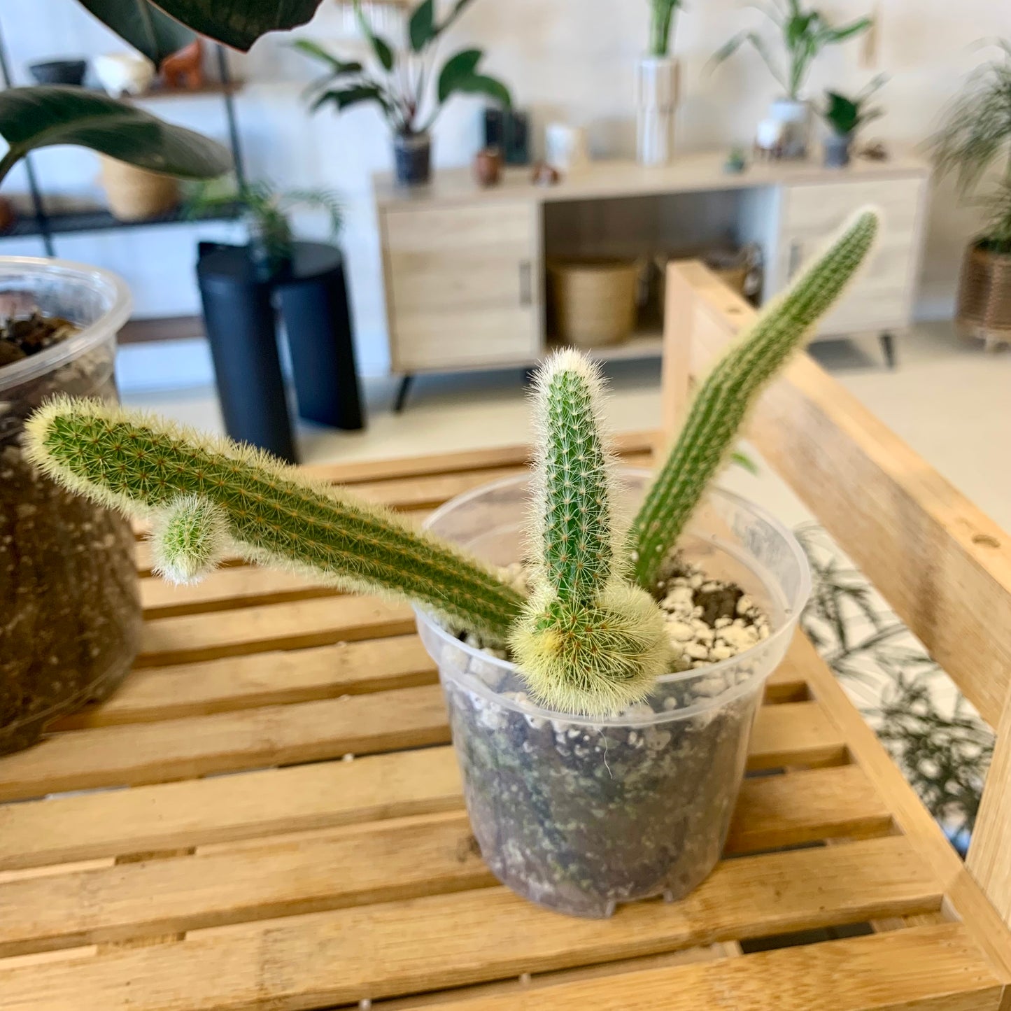 Golden Rat Tail Cactus