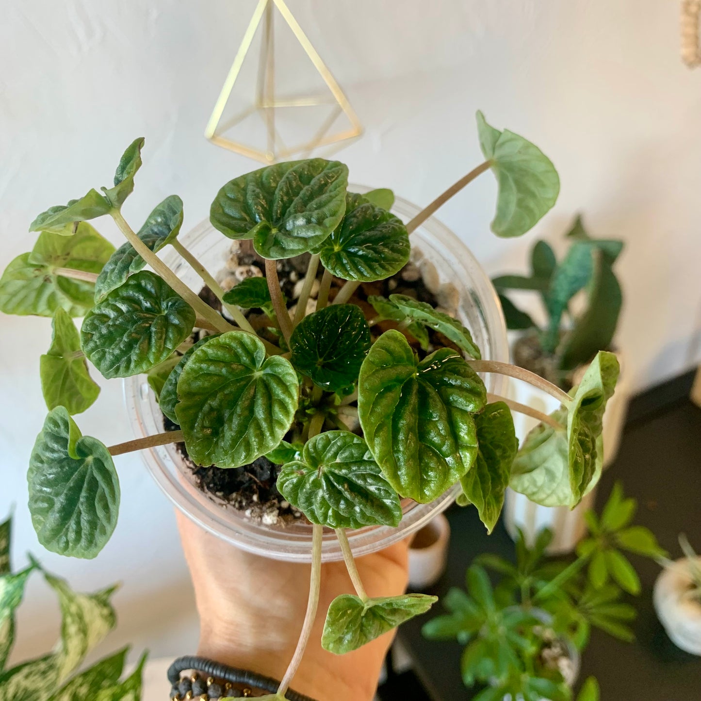 Ripple Peperomia