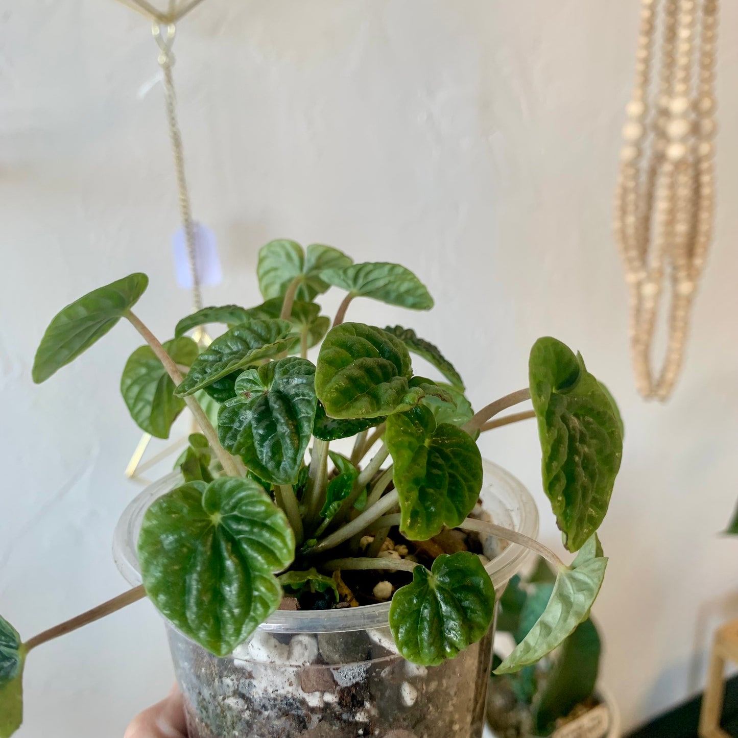 Ripple Peperomia