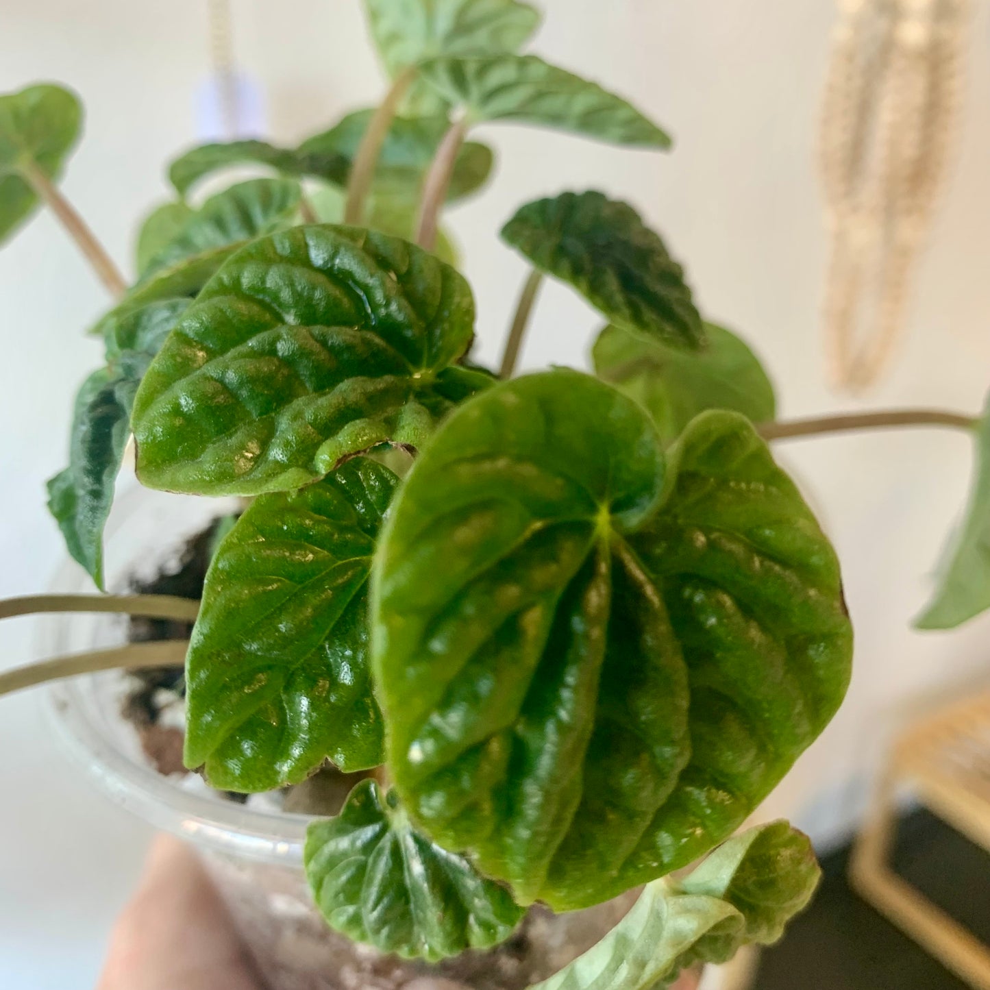 Ripple Peperomia