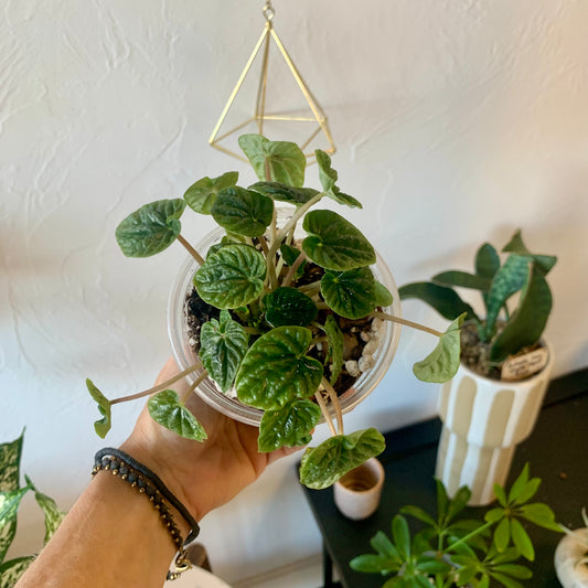 Ripple Peperomia