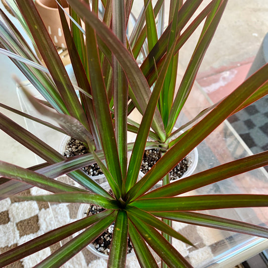 Dracaena Marginata Red