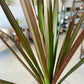 Dracaena Marginata Red