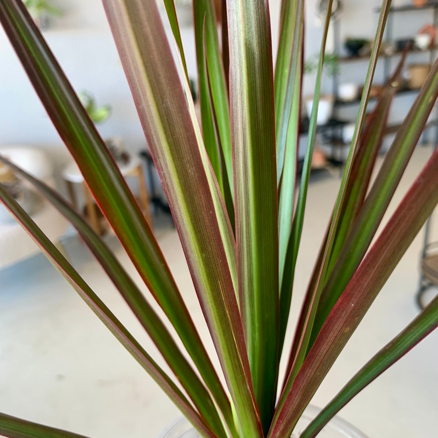 Dracaena Marginata Red