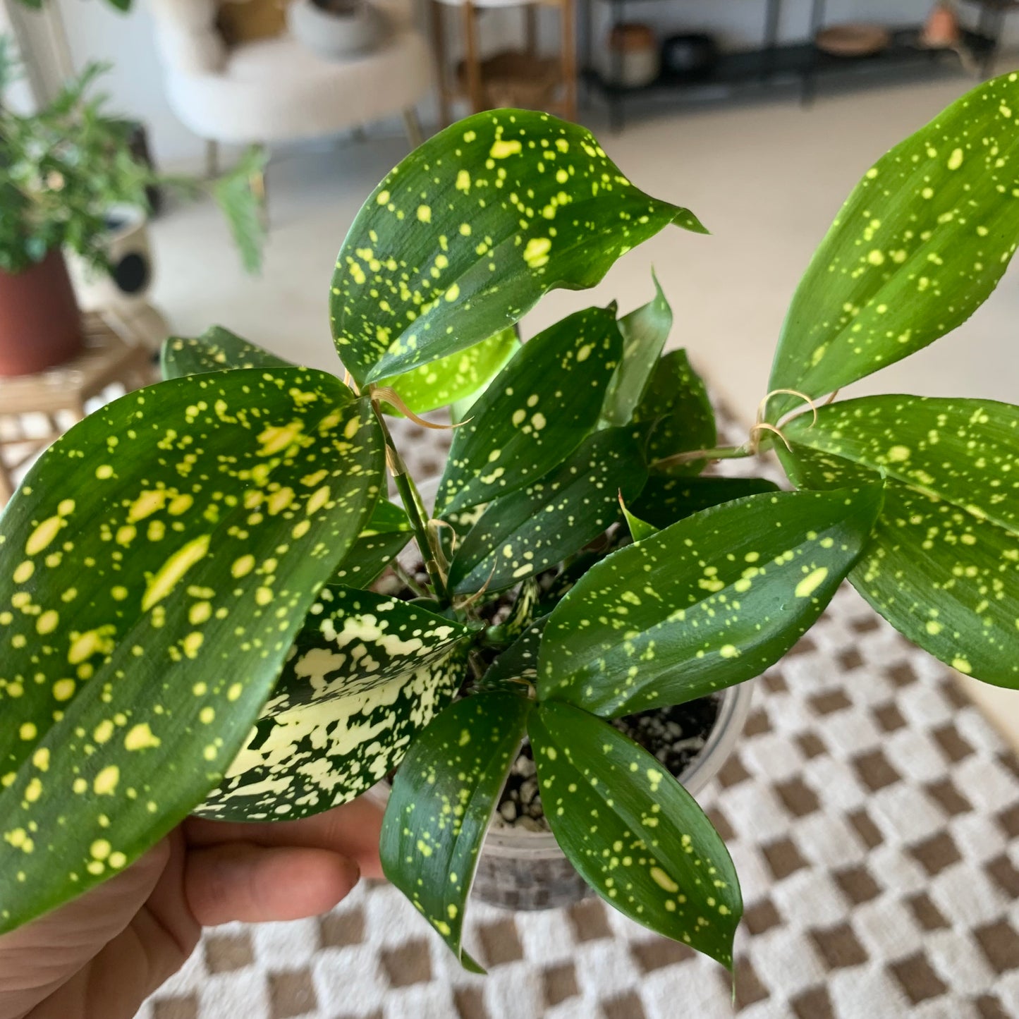 Gold Dust Croton