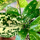 Gold Dust Croton