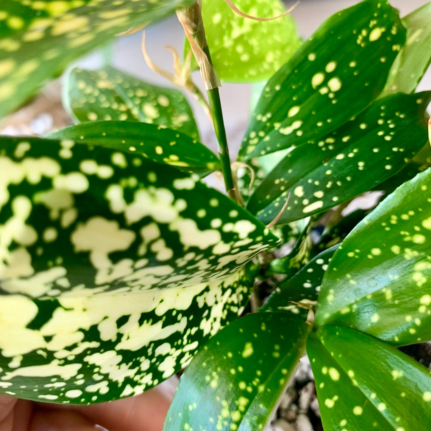 Gold Dust Croton