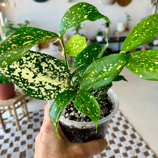 Gold Dust Croton