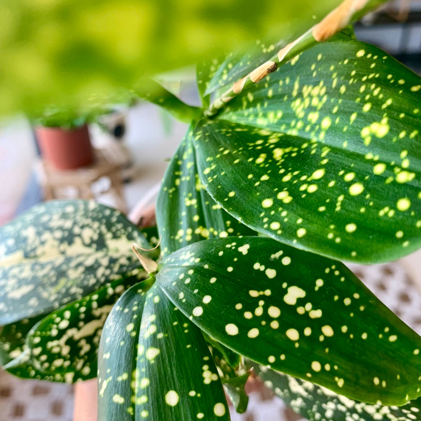 Gold Dust Croton