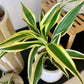 Dracaena White Aspen