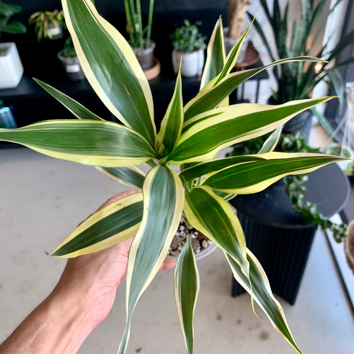 Dracaena White Aspen