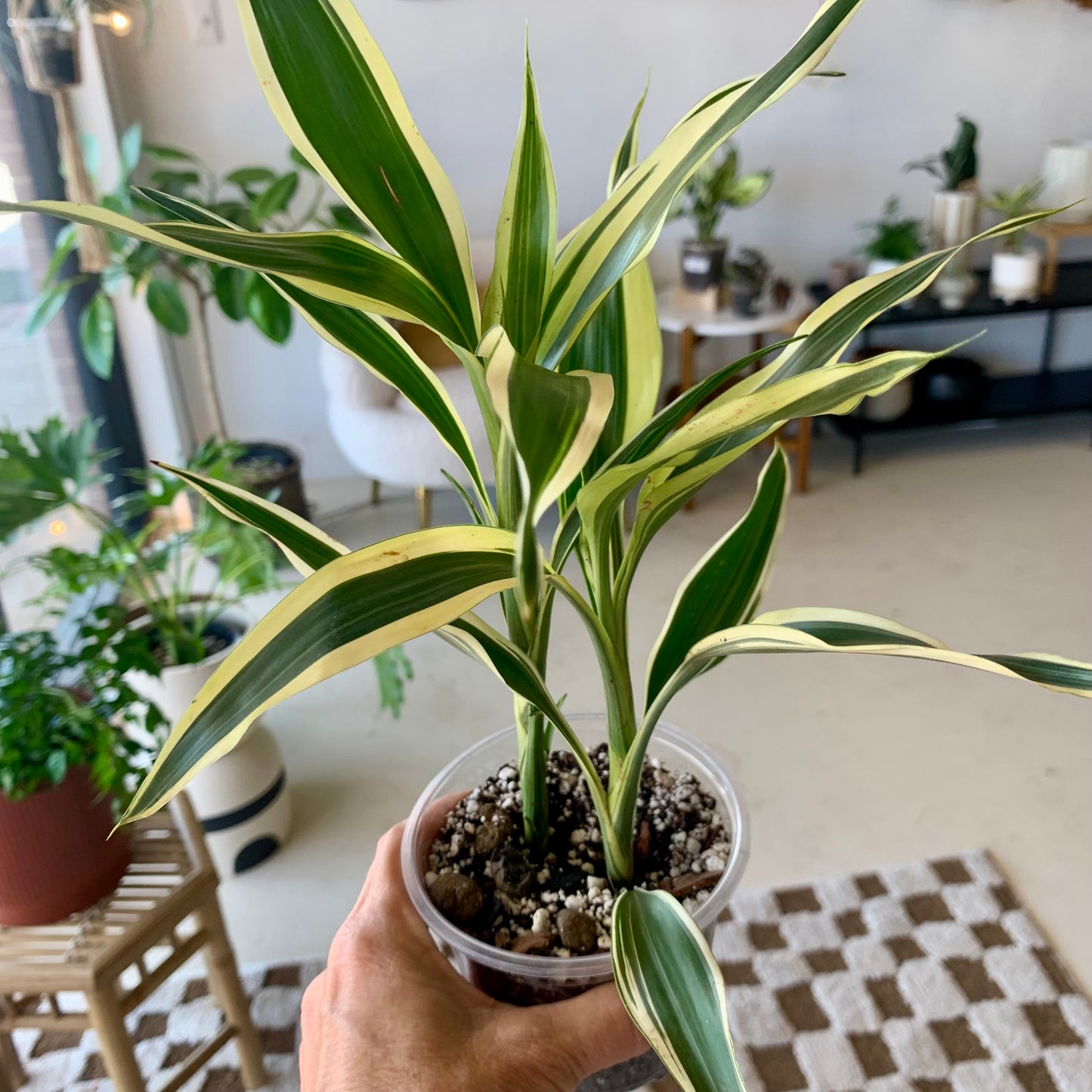 Dracaena White Aspen