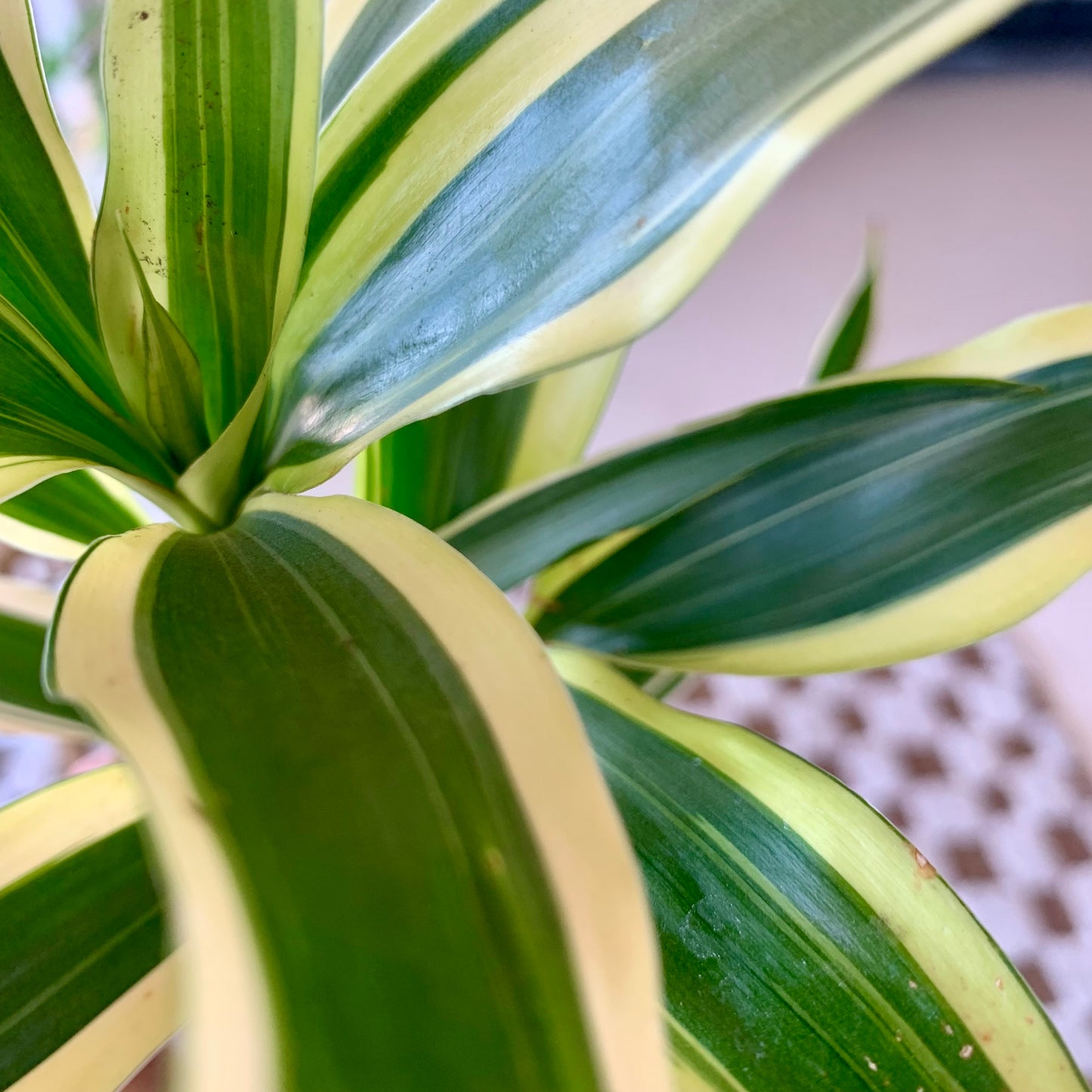 Dracaena White Aspen