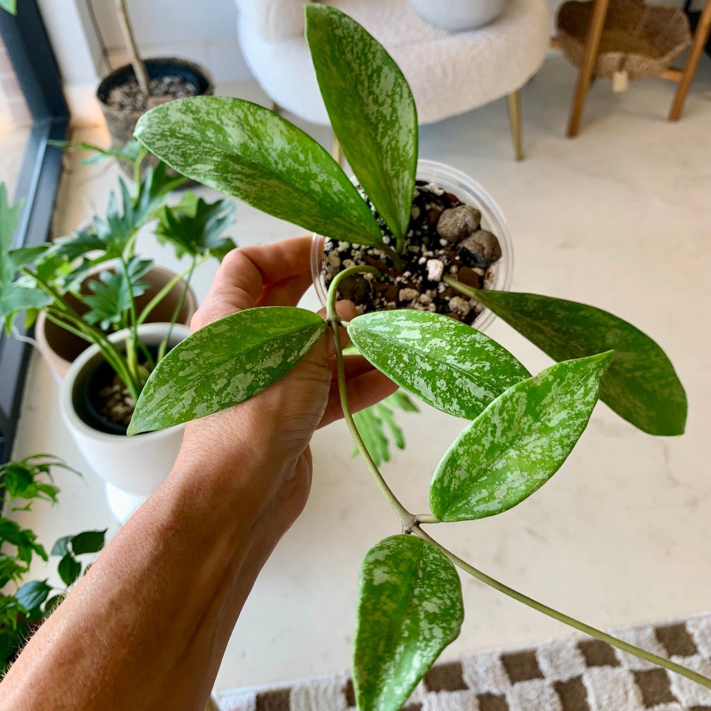 Hoya pubicalyx 'Silver splash'