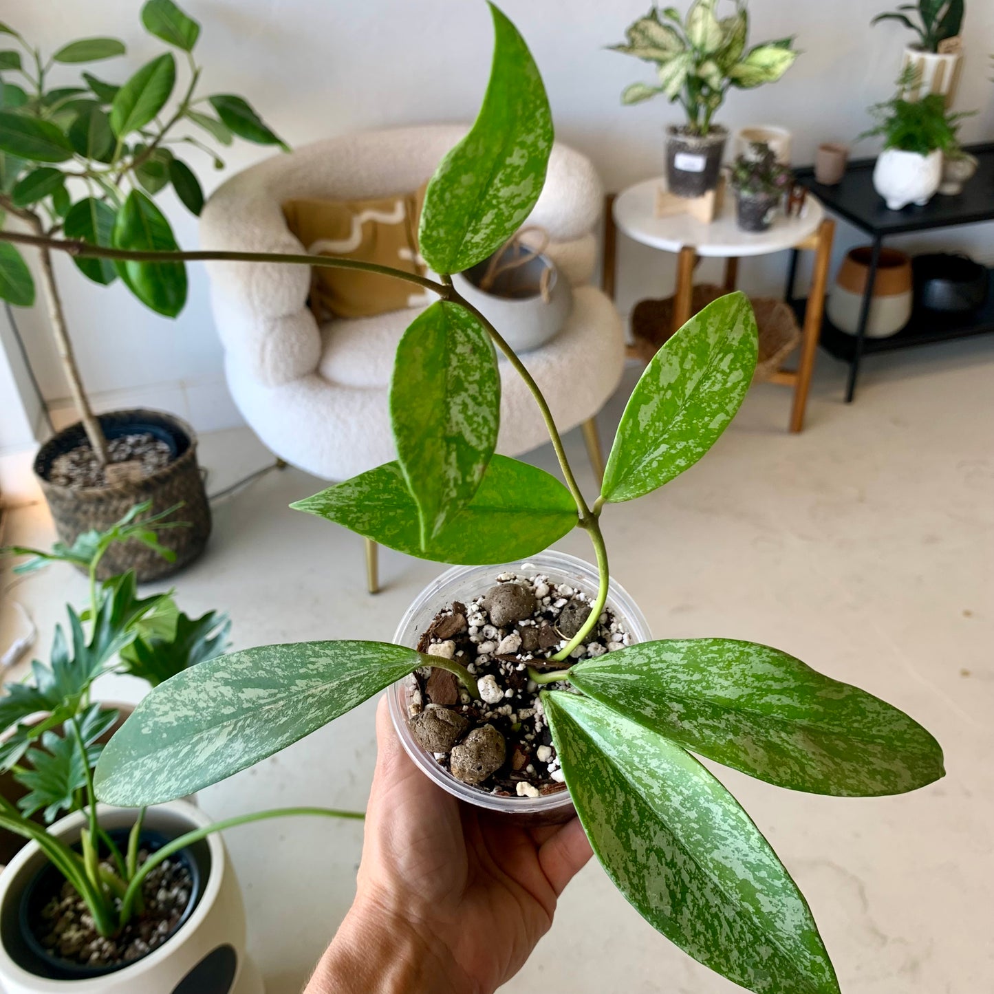 Hoya pubicalyx 'Silver splash'