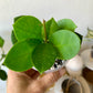 Hoya Australis