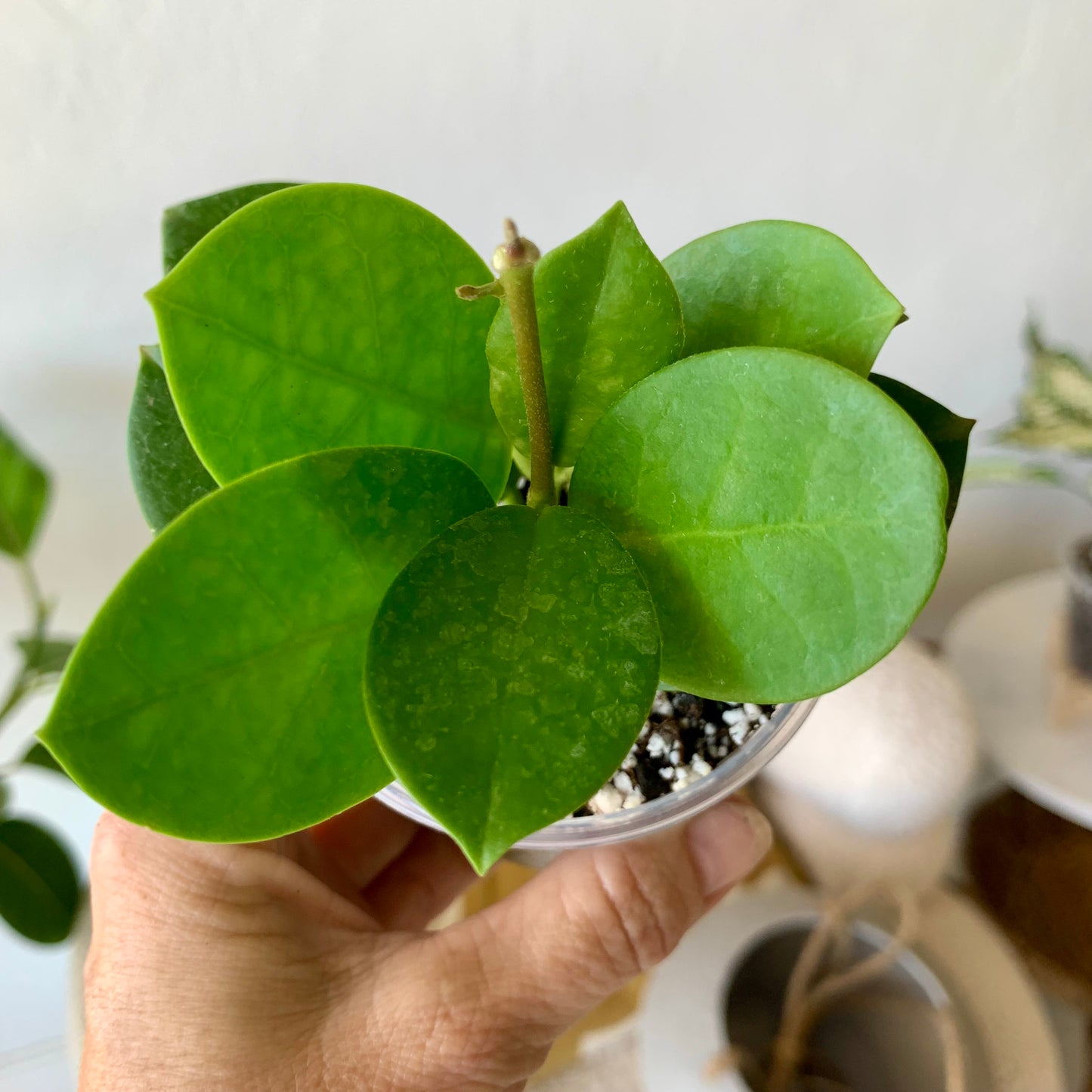 Hoya Australis