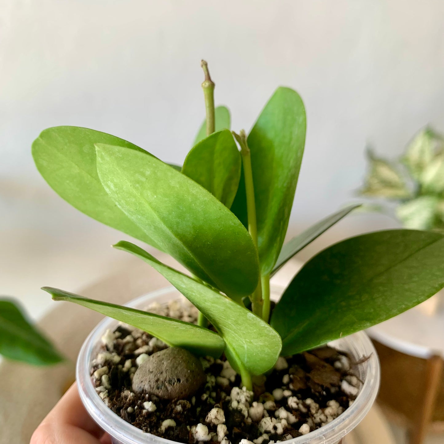 Hoya Australis