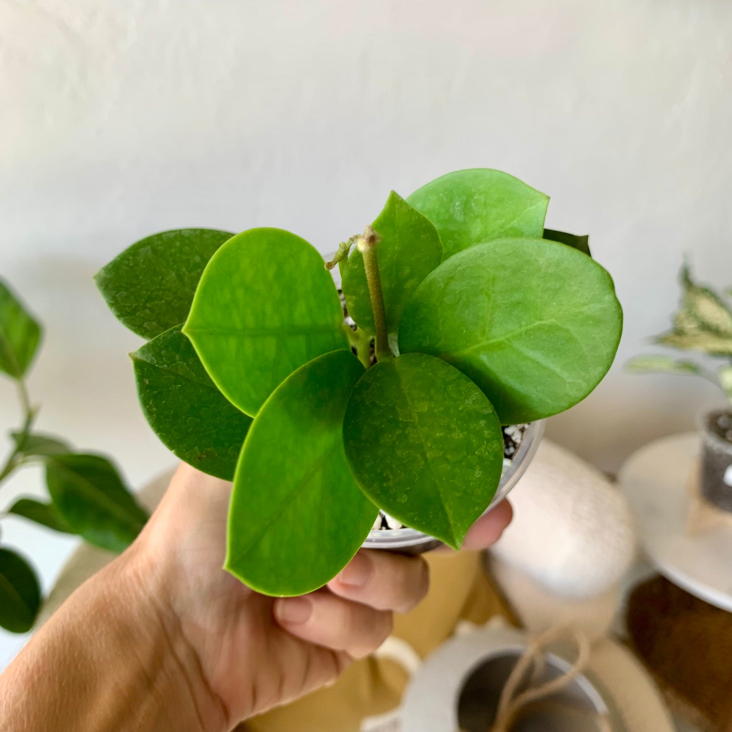 Hoya Australis