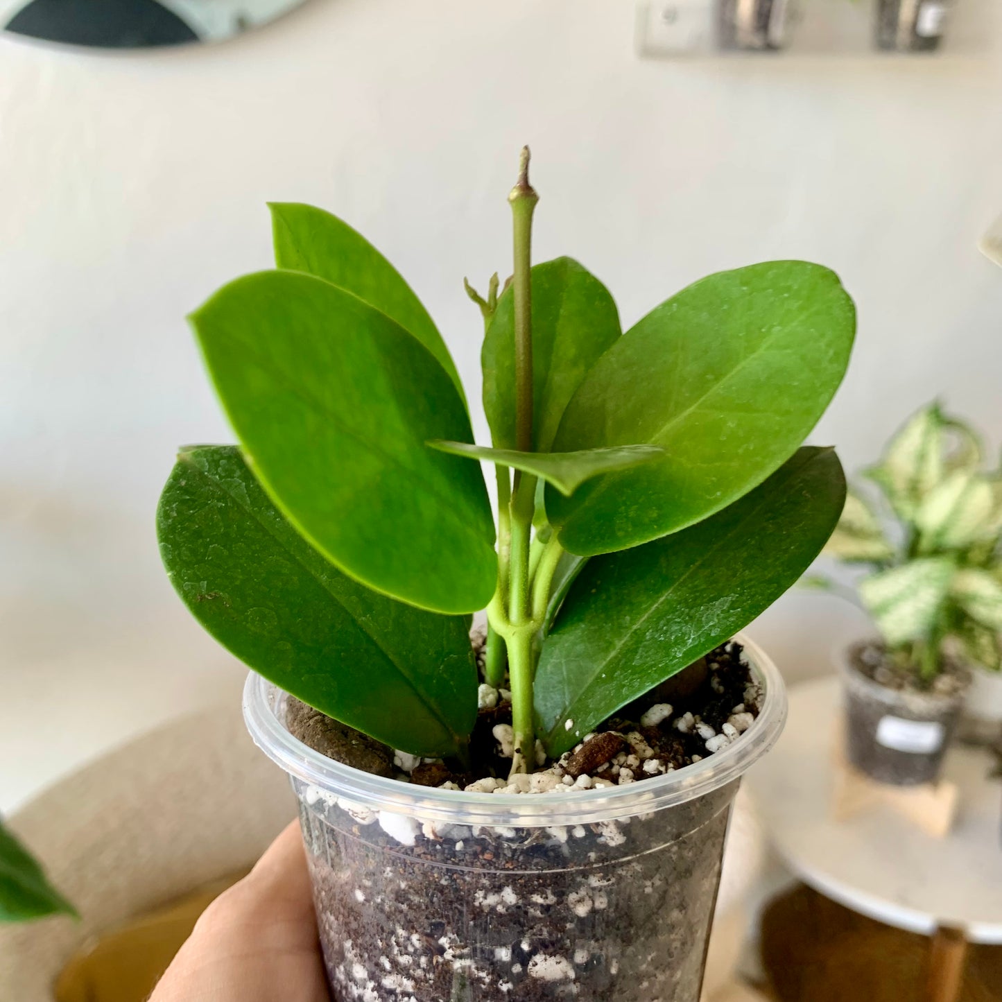 Hoya Australis