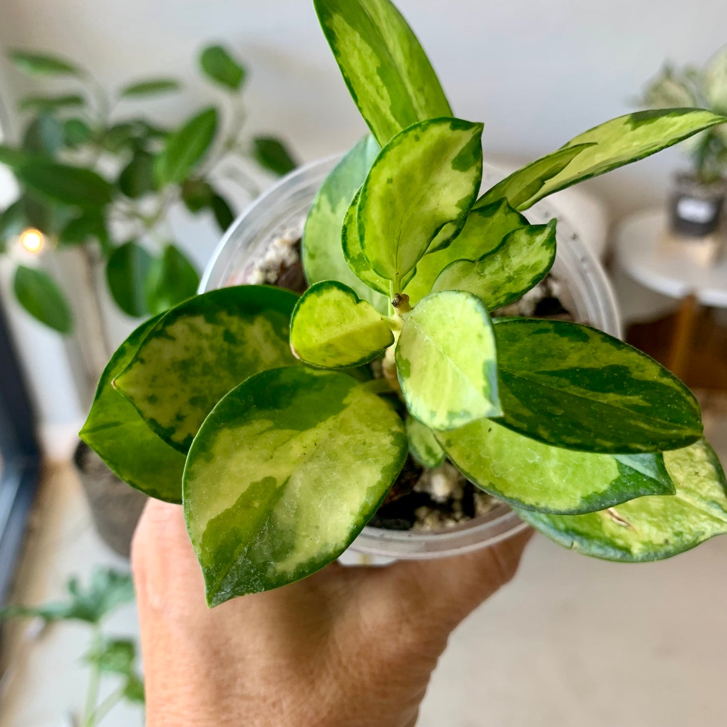 Hoya Lisa (variegated Australis)