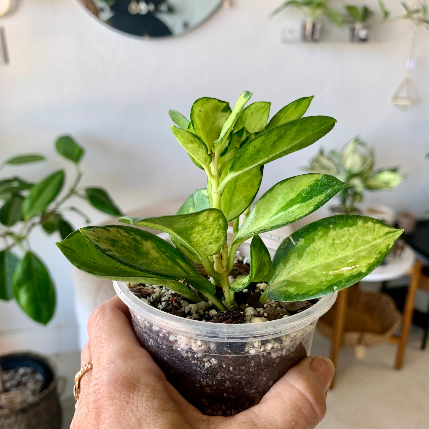 Hoya Lisa (variegated Australis)