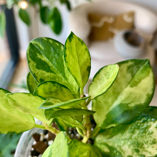 Hoya Lisa (variegated Australis)