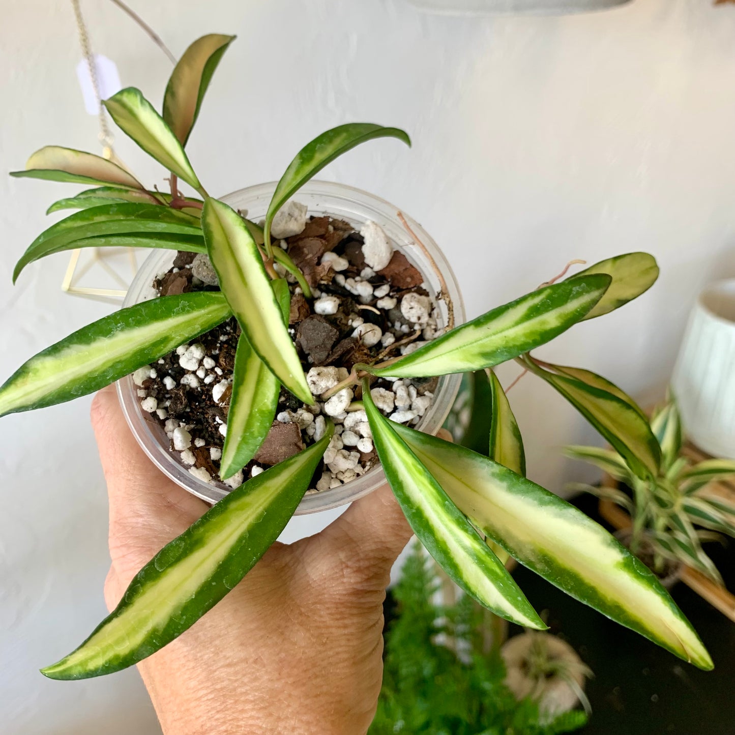 Hoya Wayetii Tricolor