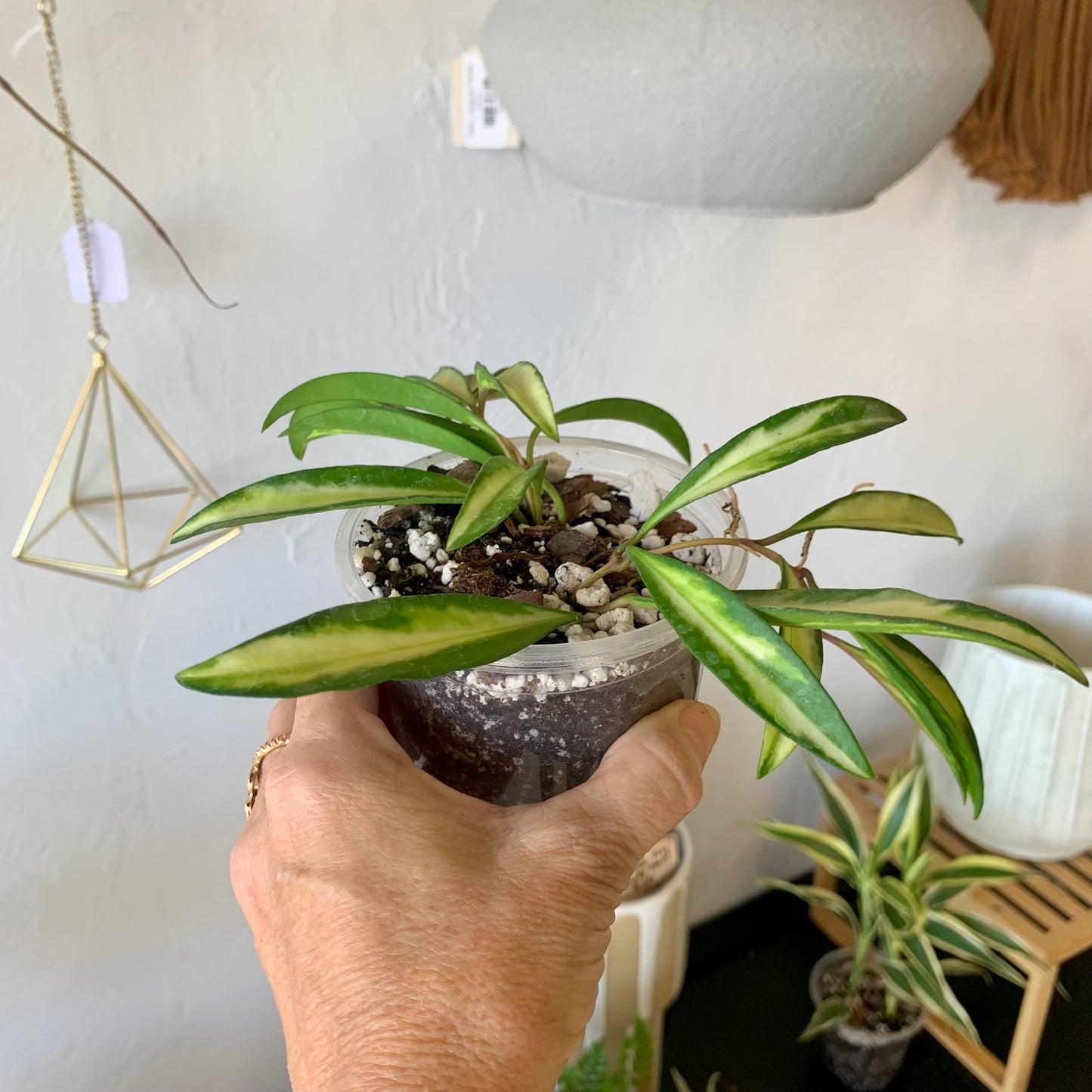 Hoya Wayetii Tricolor