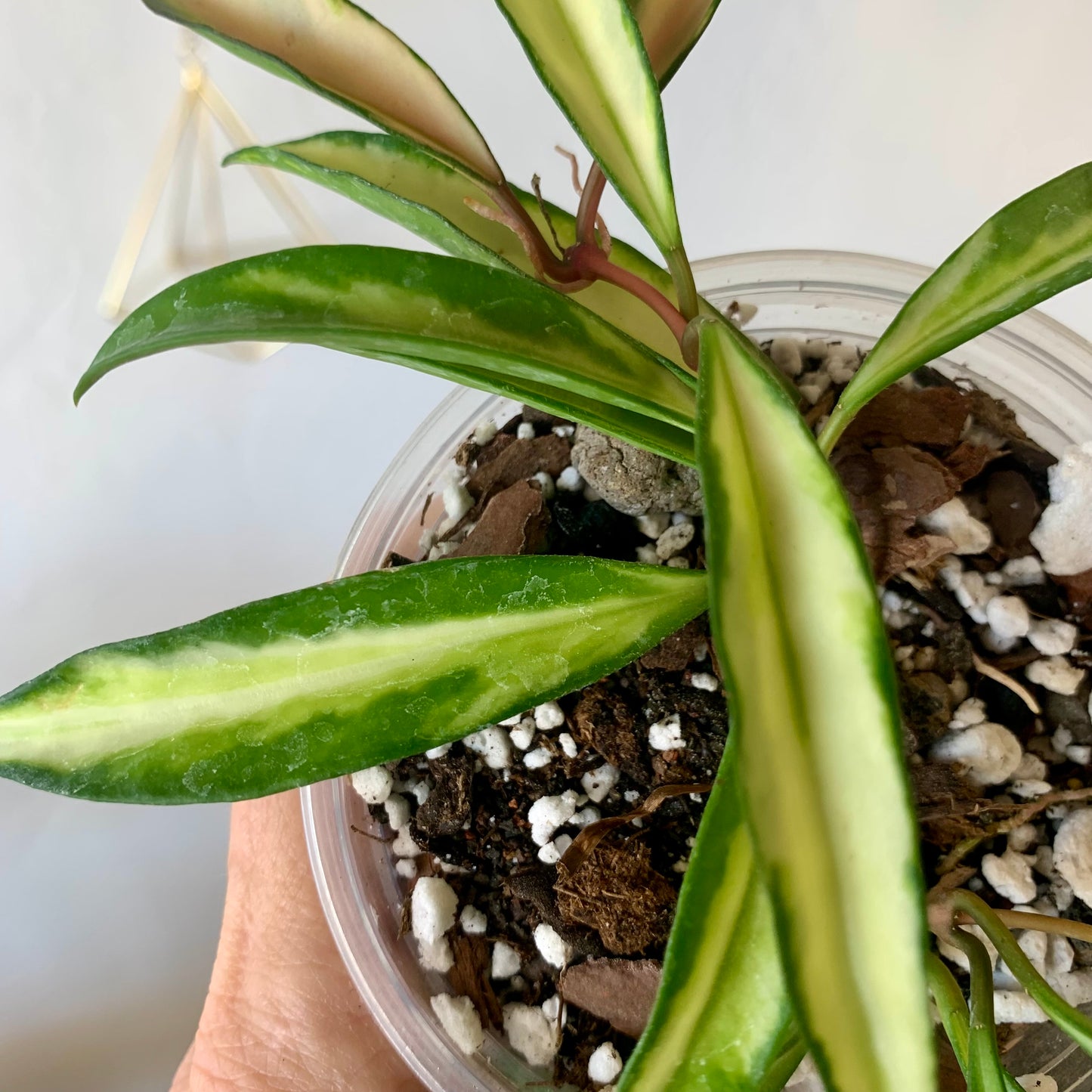 Hoya Wayetii Tricolor