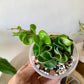 Hoya Compacta "Hindu Rope"