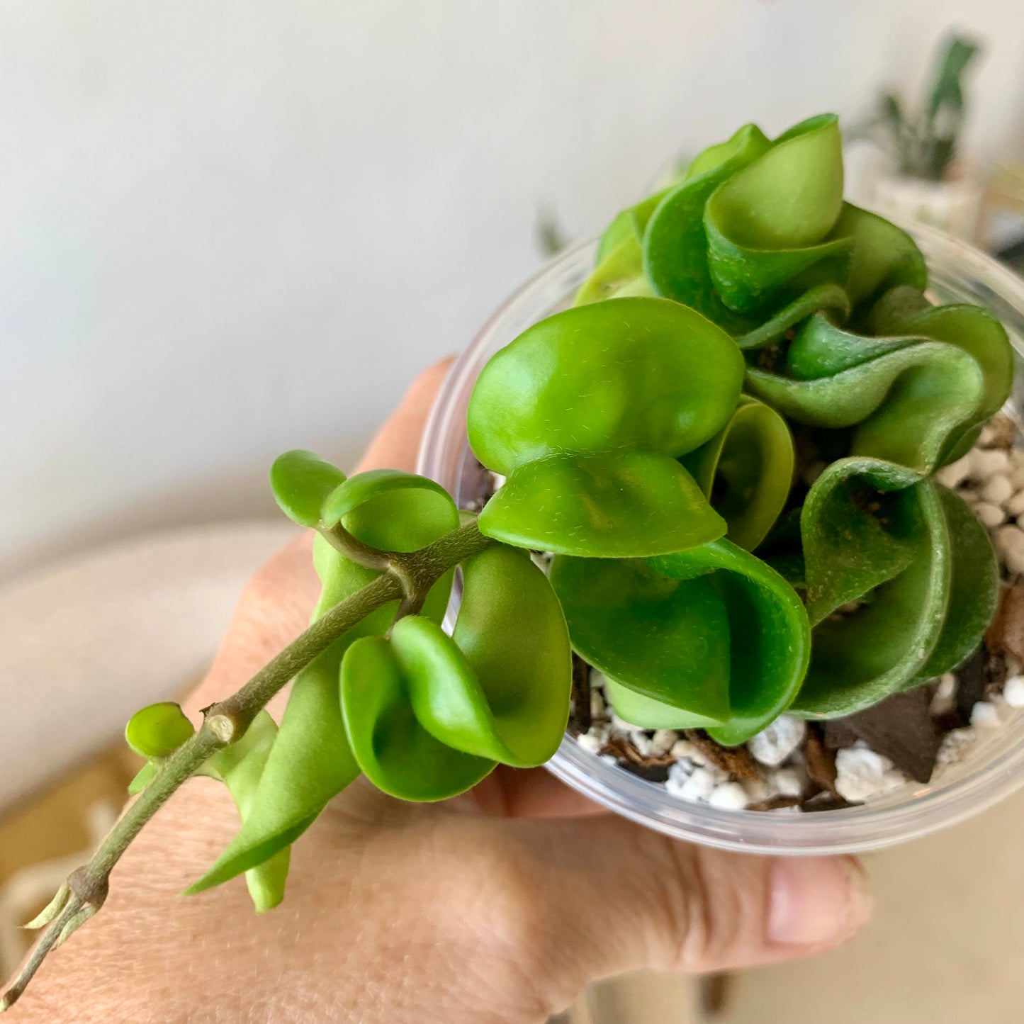 Hoya Compacta "Hindu Rope"