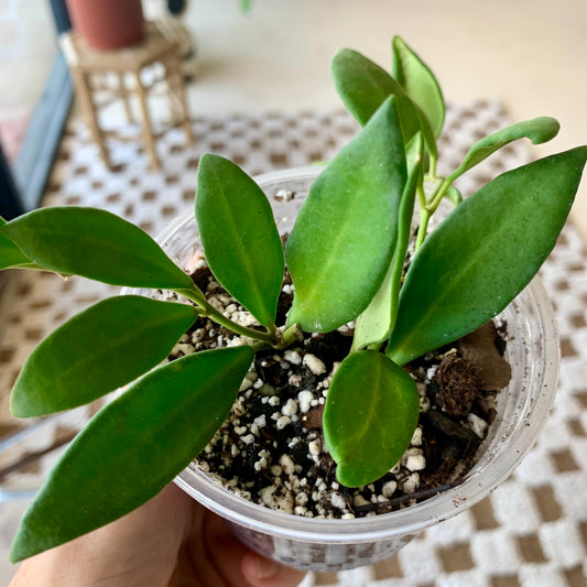 Hoya Burtoniae