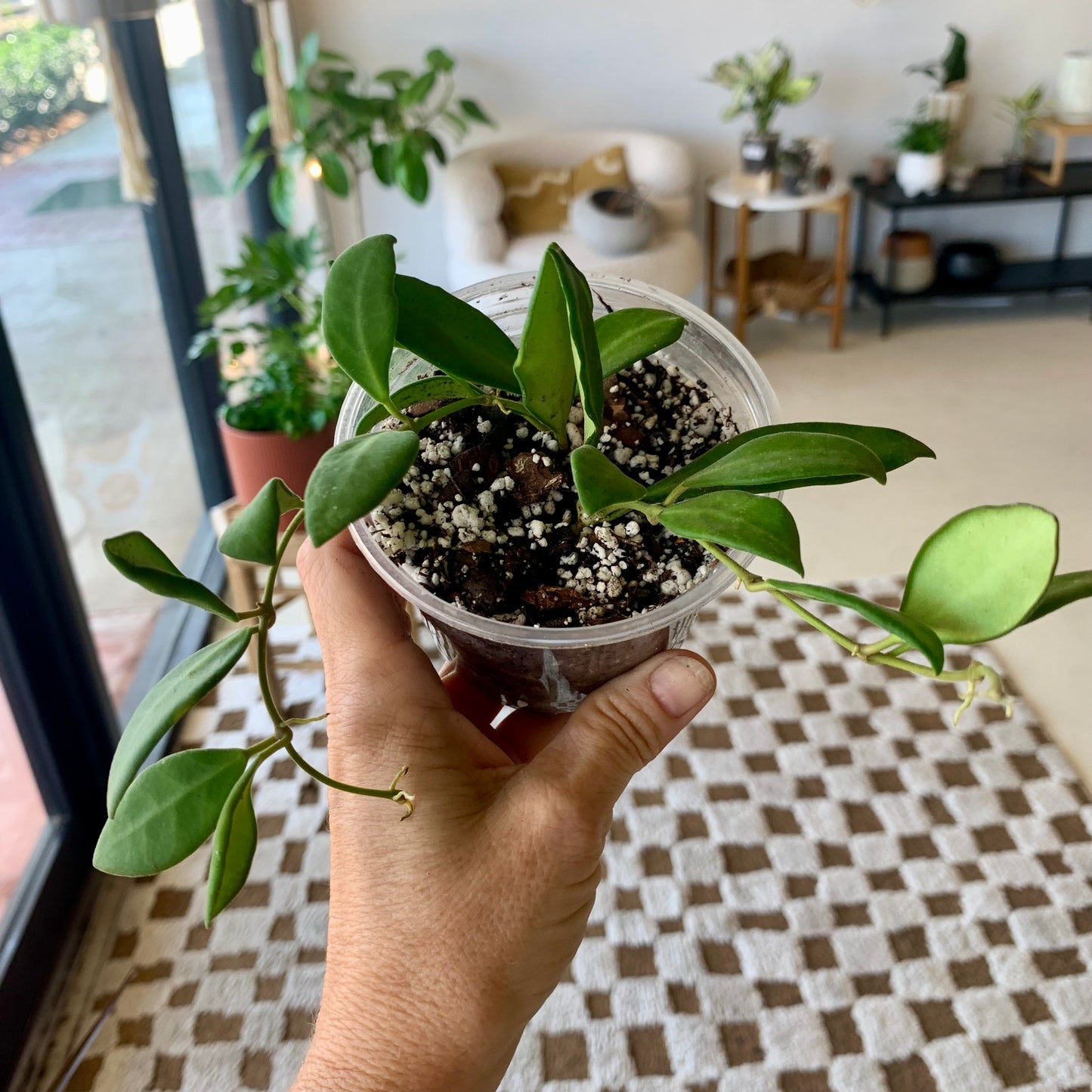 Hoya Burtoniae