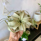 Xerographica Air Plants