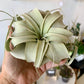 Xerographica Air Plants
