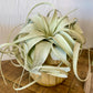 Xerographica Air Plants