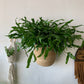 Jute Hanging Basket