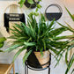 Aglaonema Cutlass 10"