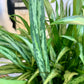 Aglaonema Cutlass 10"