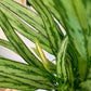 Aglaonema Cutlass 10"