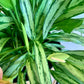 Aglaonema Cutlass 10"