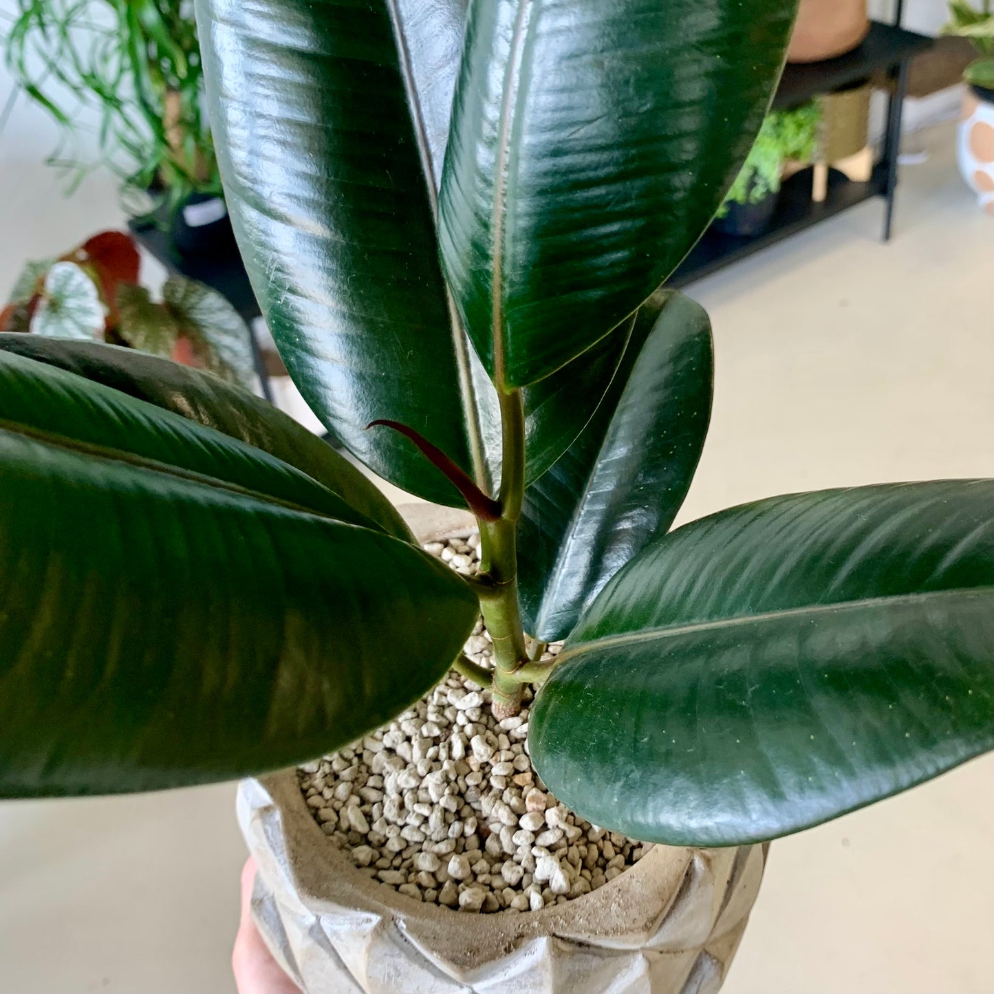 Potted Burgundy Rubber Tree