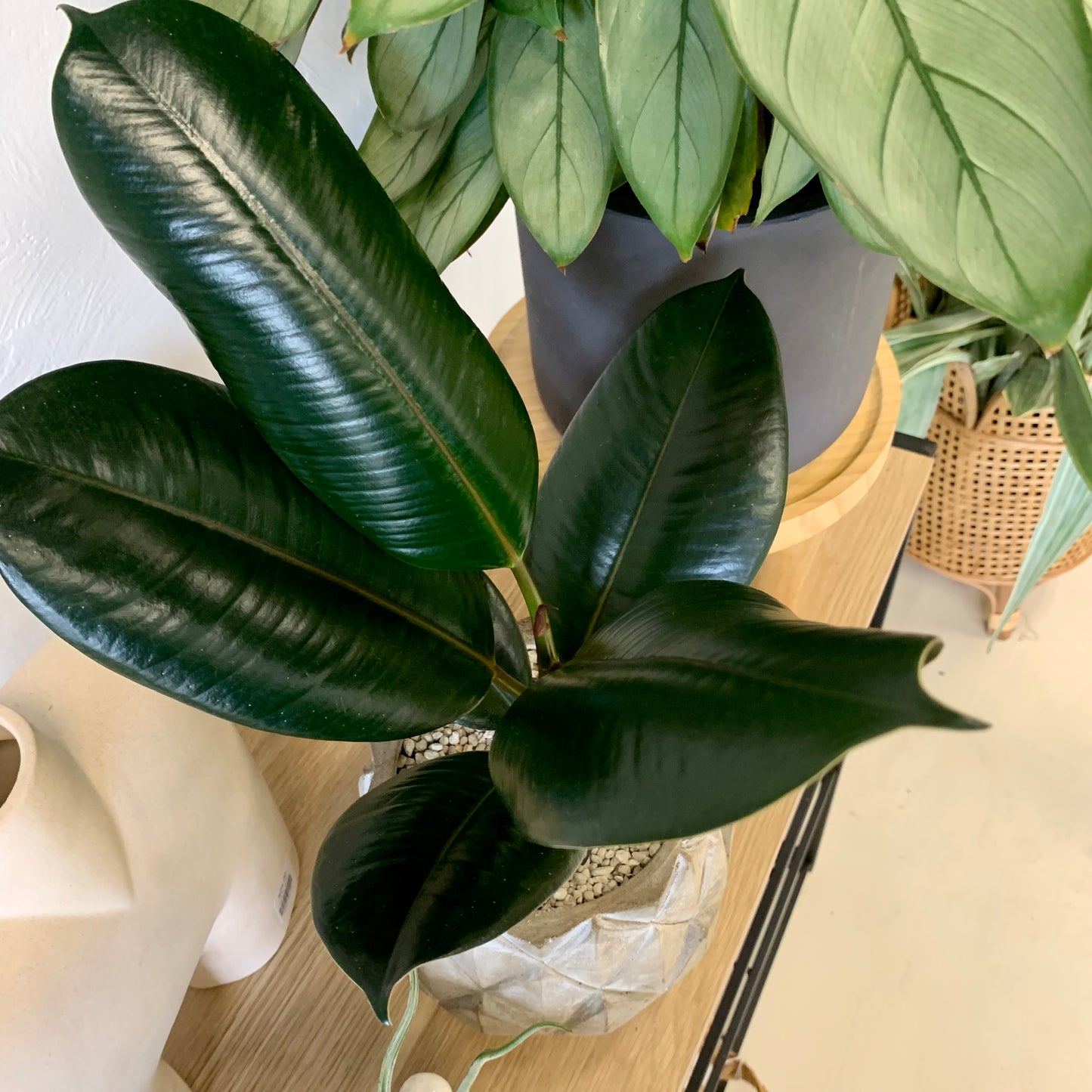 Potted Burgundy Rubber Tree