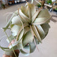 Xerographica Air Plants
