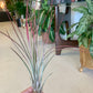 Tillandsia Juncea Air Plant