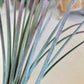 Tillandsia Juncea Air Plant
