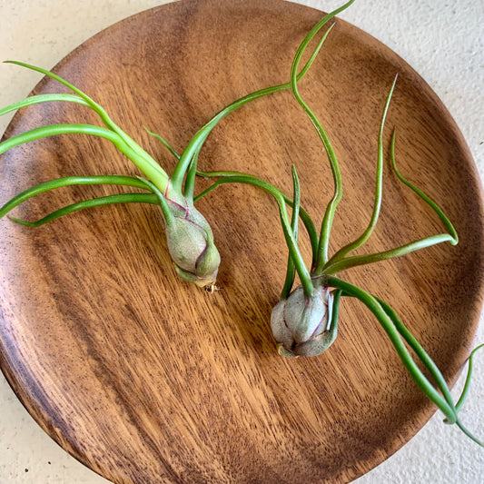 Bulbosa Air Plant