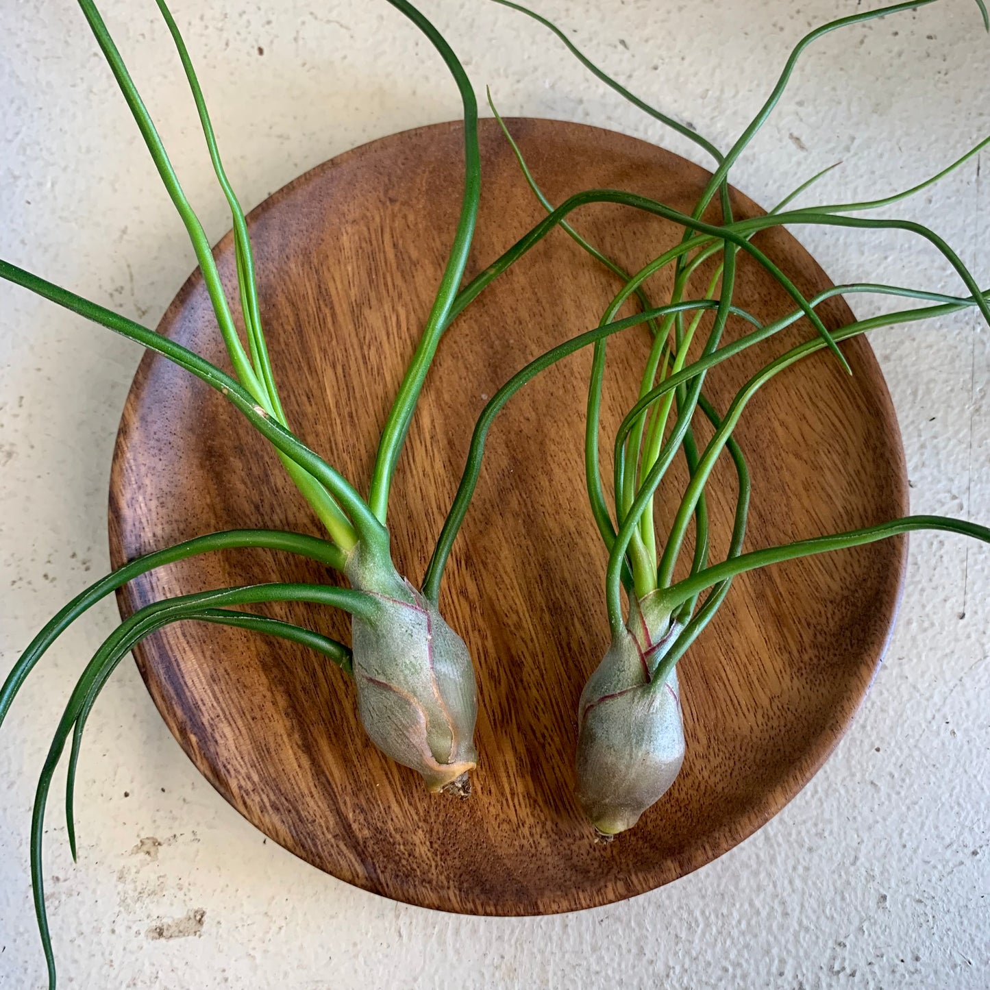 Bulbosa Air Plant